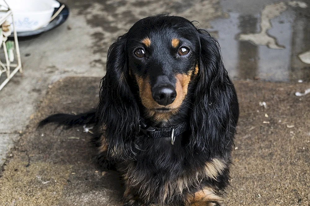 Dackel und Rottweiler-Mischling