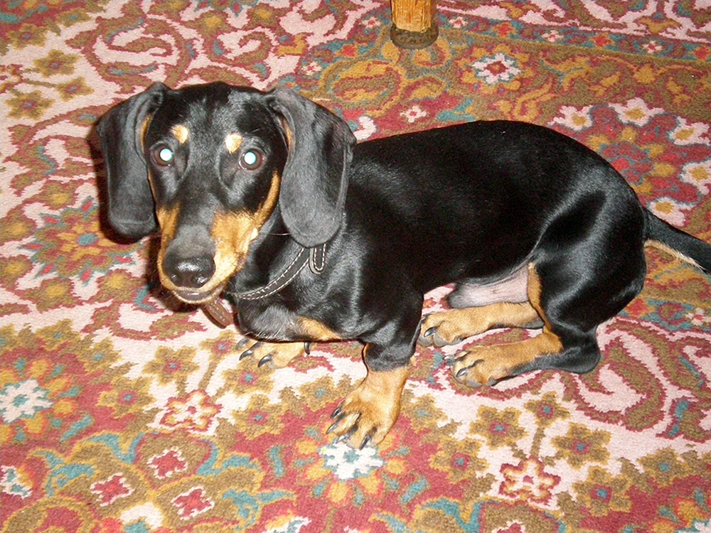 Schwarzer Dackel Welpe