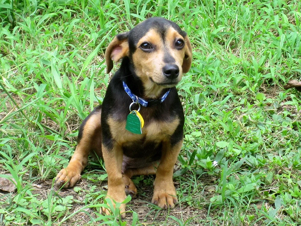Coverpinscher Russell métis