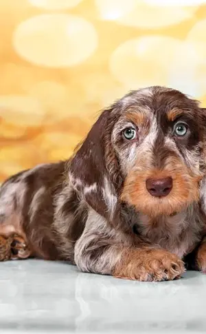 Kaninchendackel Kaninchendackel Kaninchendackel marmoriert Kaninchendackel Kaninchendackel marmoriert Dackel marmoriert Dackel Kaninchendackel marmoriert Dackel marmoriert Dackel marmoriert Dackel Kaninchendackel Kaninchendackel Kaninchendackel marmoriert Dackel marmoriert Dackel marmoriert Dackel marmoriert Dackel Fleckendackel marmoriert