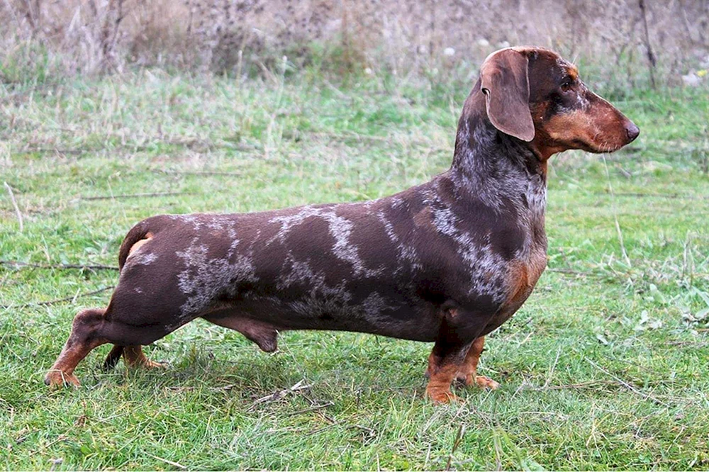 Kaninchendackel