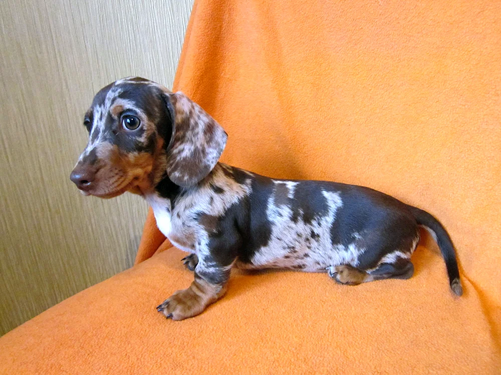 Kaninchendackel