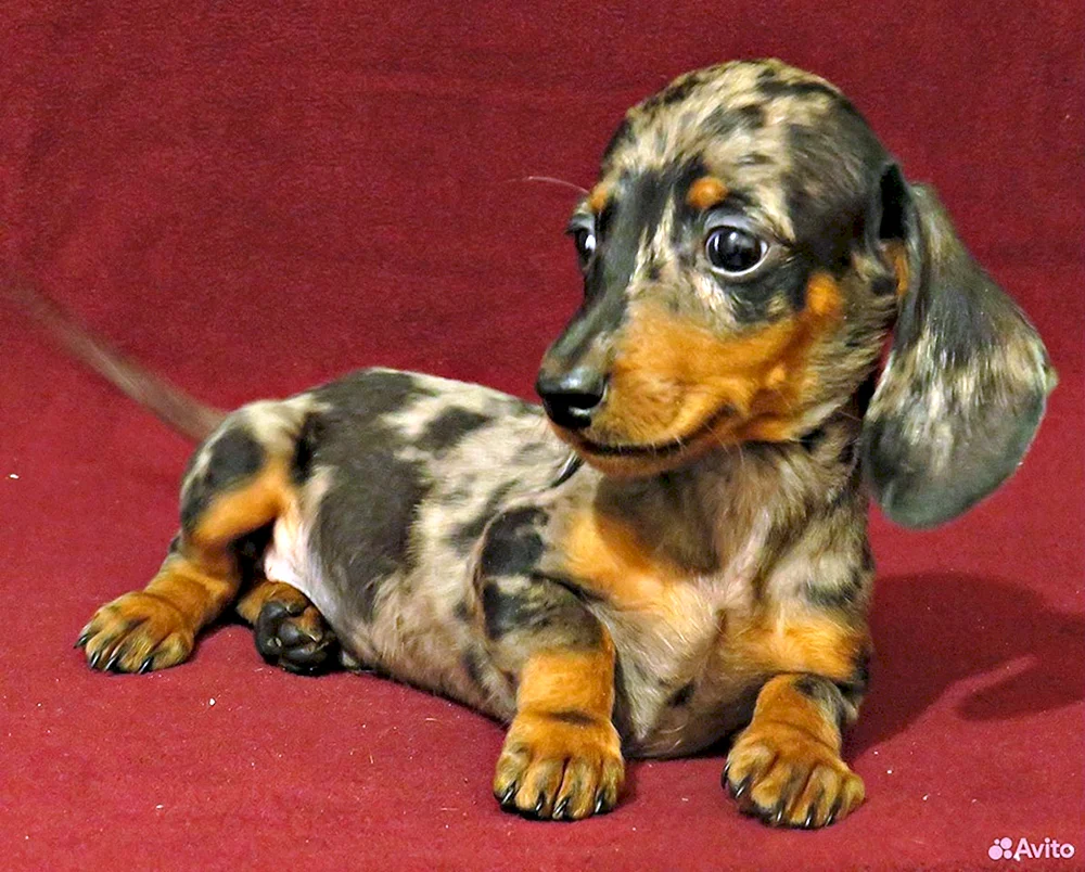 Marmorierter Zwergdackel