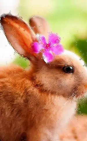 Kaninchen
