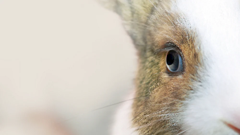 Infektiöse Keratokonjunktivitis bei Kaninchen