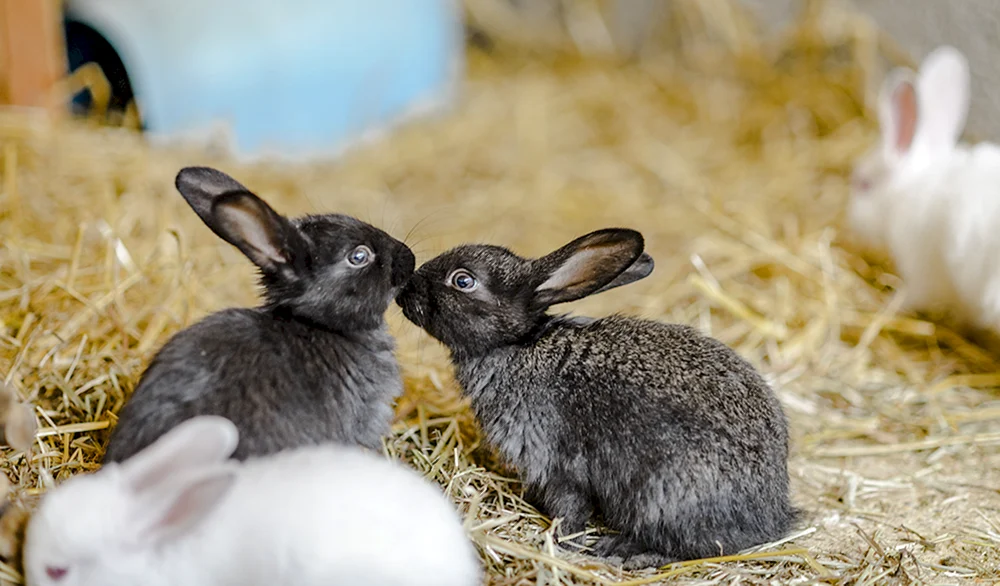 Kaninchen