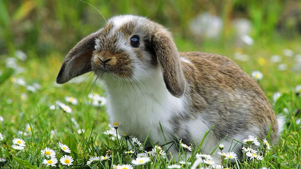 Hase-. Belyak
