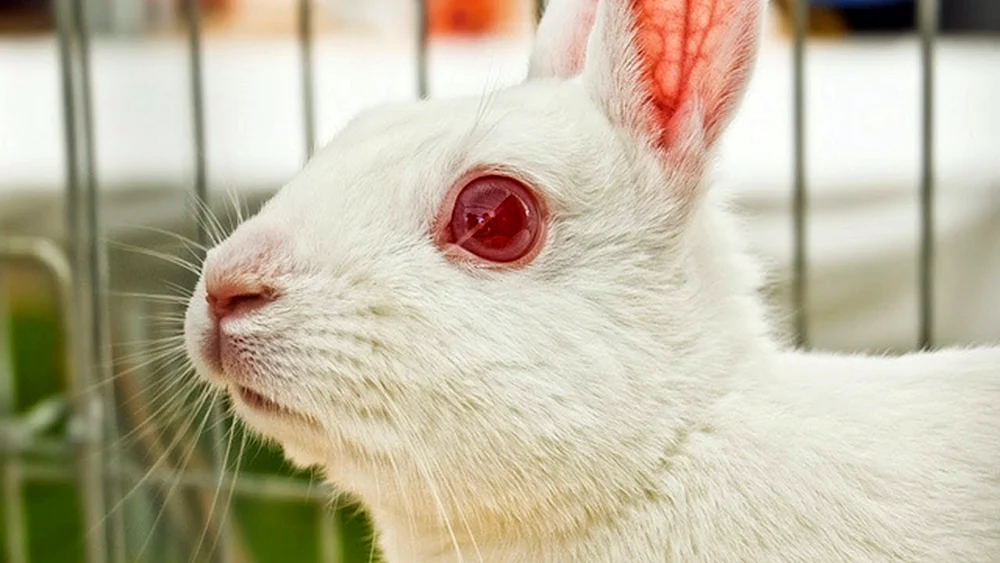 Albino-Kaninchen