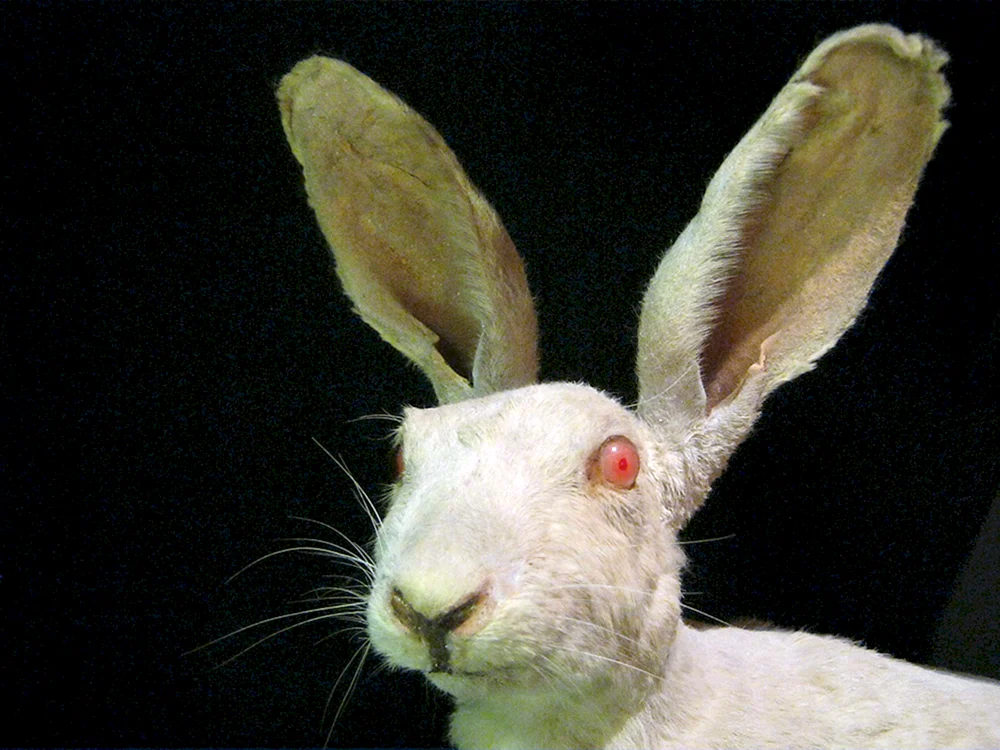 Albino-Kaninchen mit roten Augen