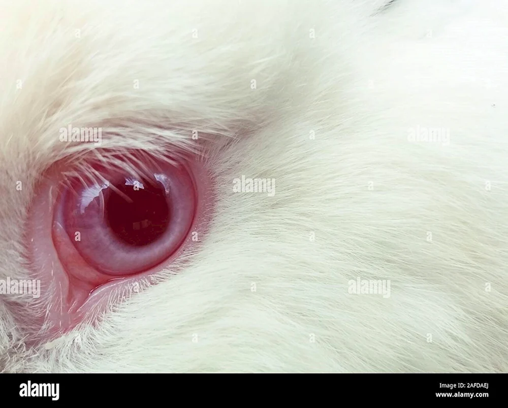Albino-Hoppelohr-Albino-Kaninchen