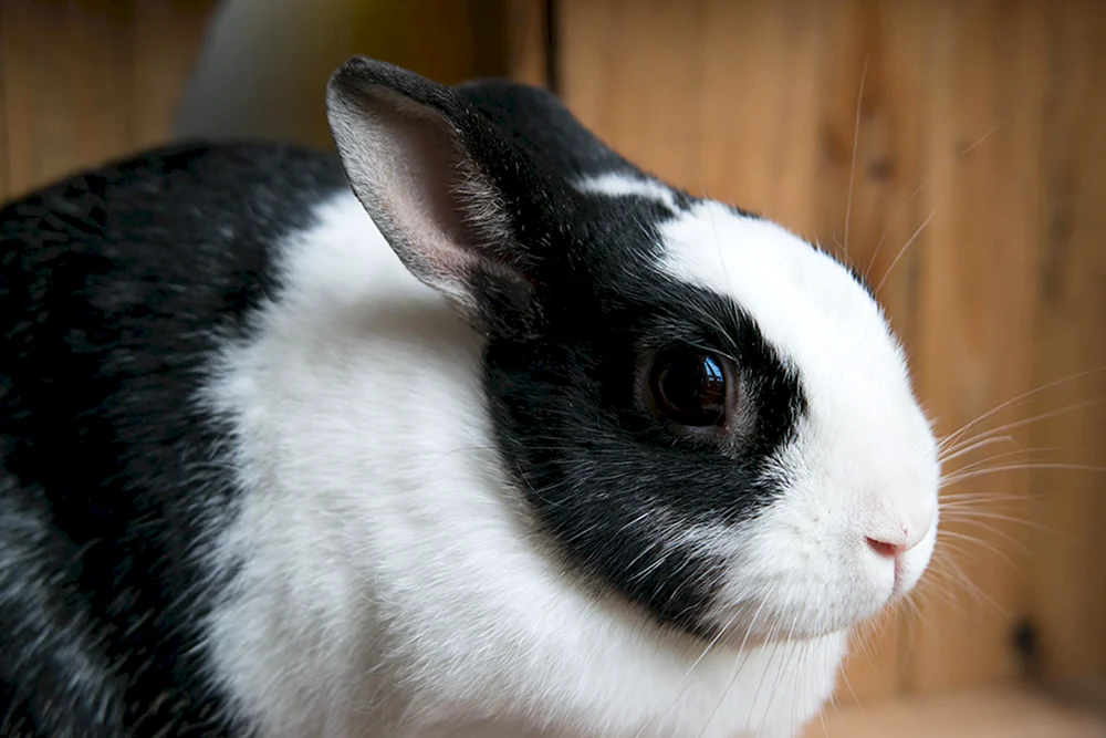 Schwarzes weißes Kaninchen