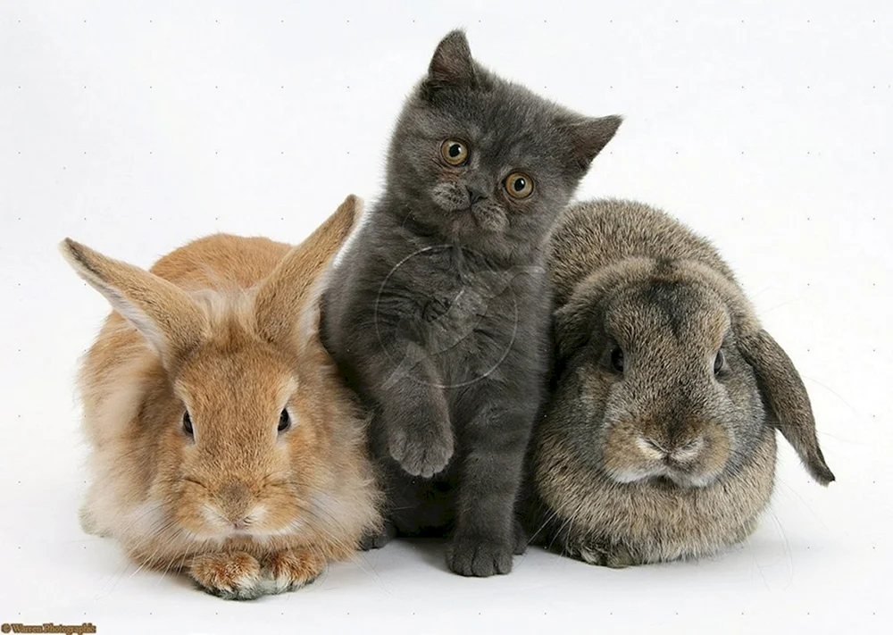 Häschen und Katze