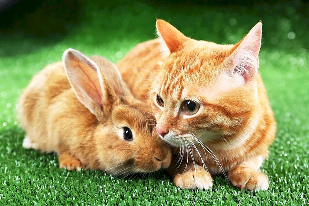 Häschen und Katze