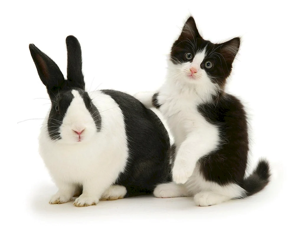 Häschen und Katze