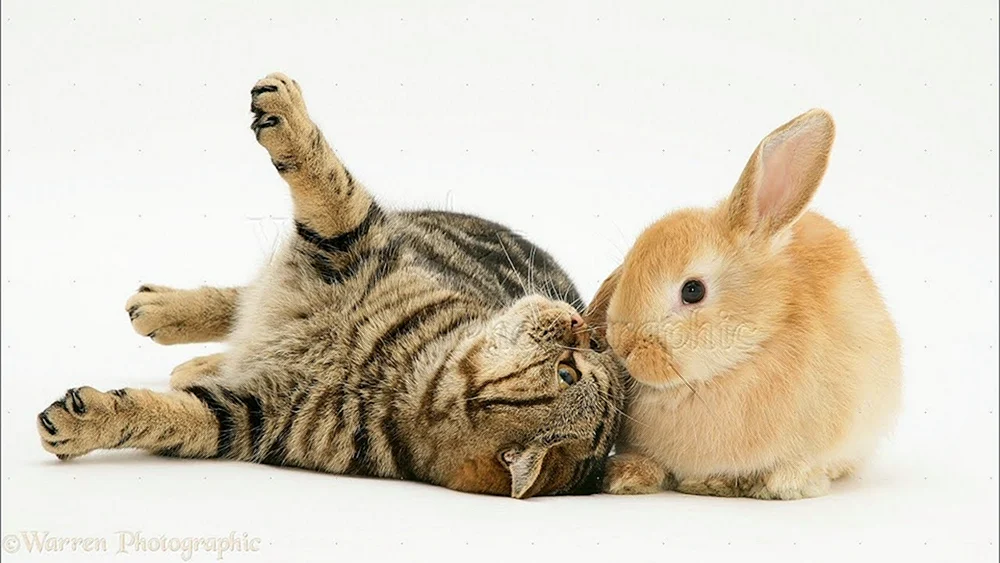 Häschen und Katze