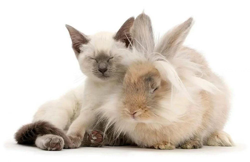 Katzen und Häschen