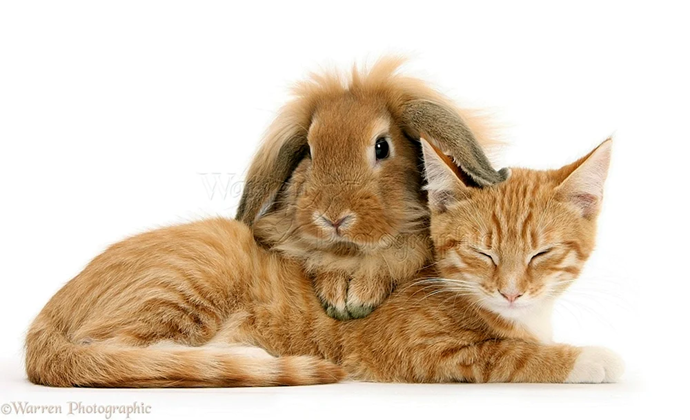 Katze und Katze