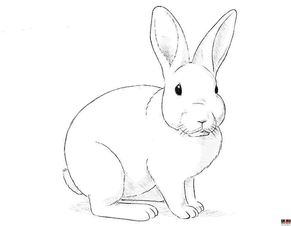 Kaninchen Zeichnung mit Bleistift