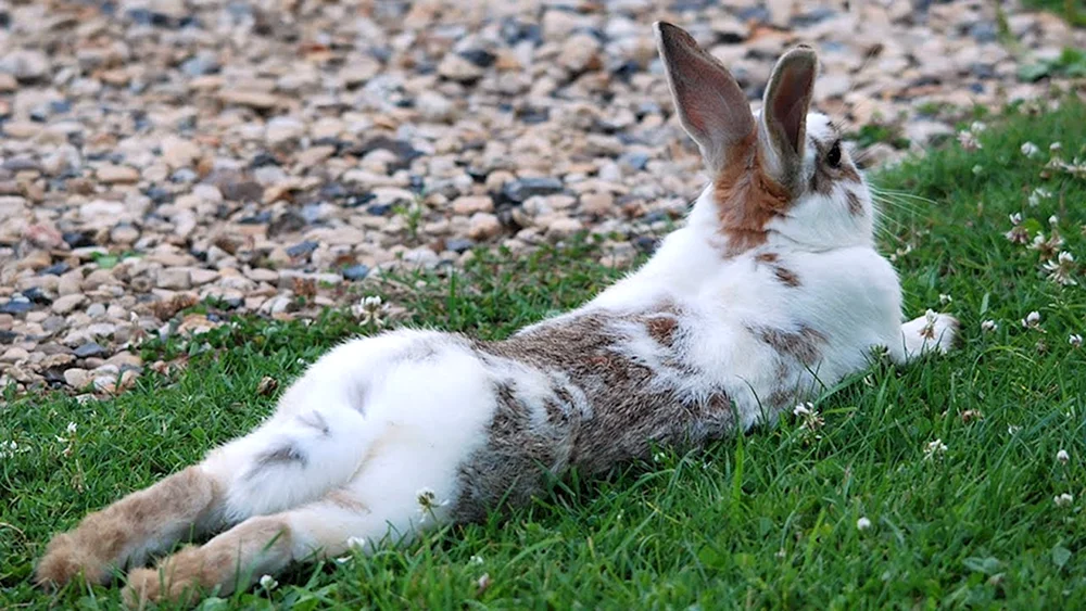Hase Rusak Lepus europaeus