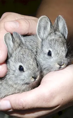Zwergkaninchen