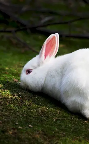 Hauskaninchen