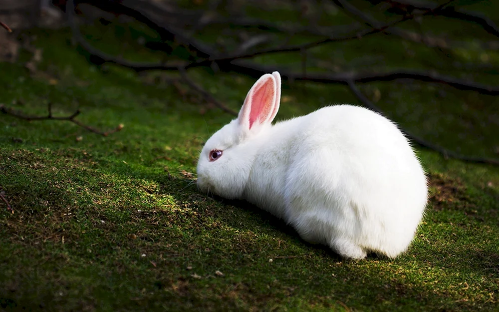Hauskaninchen
