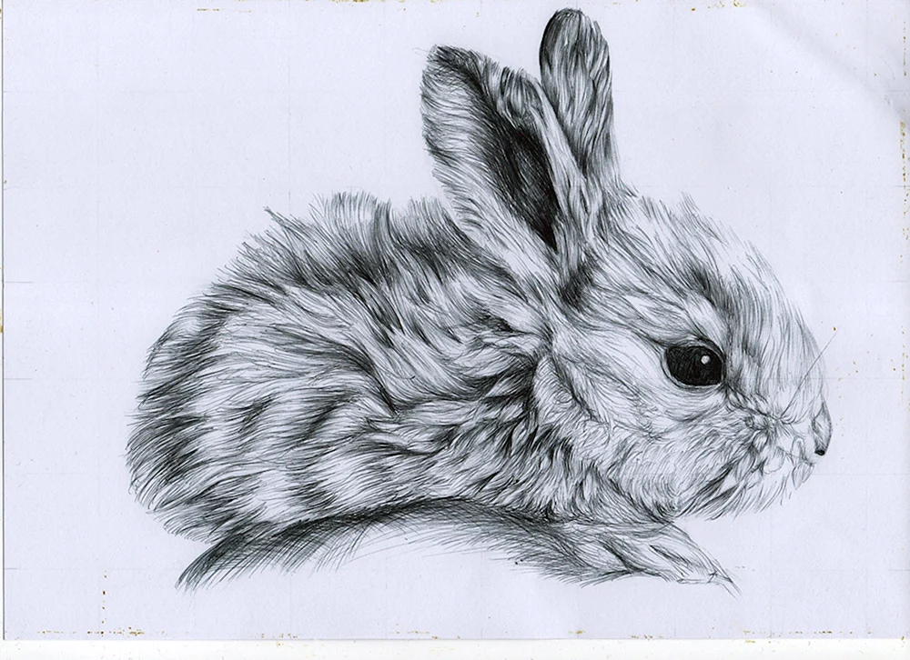 Hasenzeichnung mit Bleistift