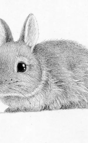 Kaninchen Zeichnung mit Bleistift