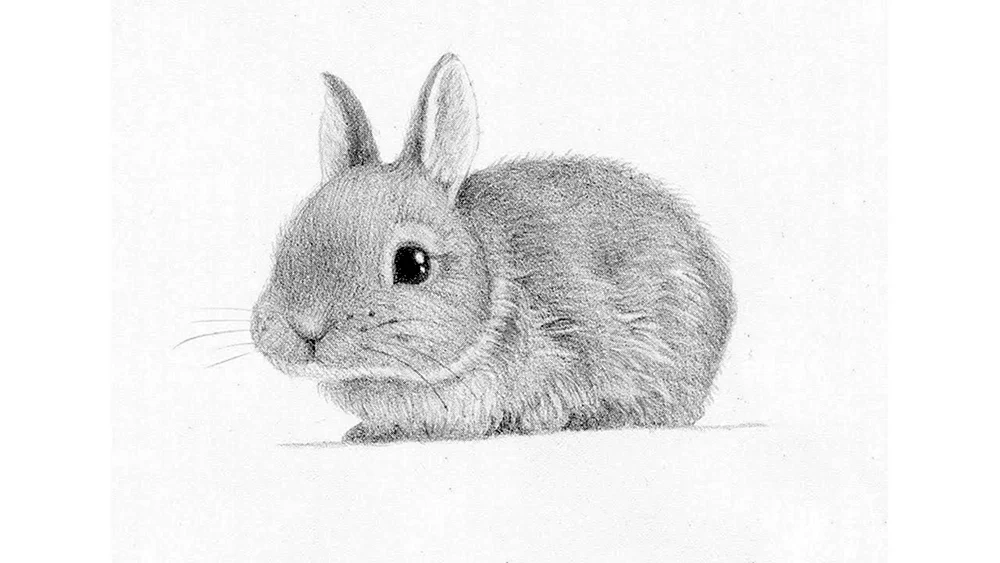 Kaninchen Zeichnung mit Bleistift