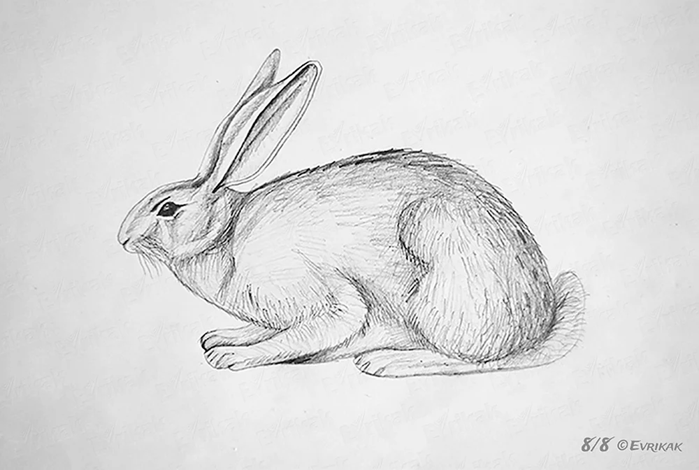 Judy Hopps Zeichnung