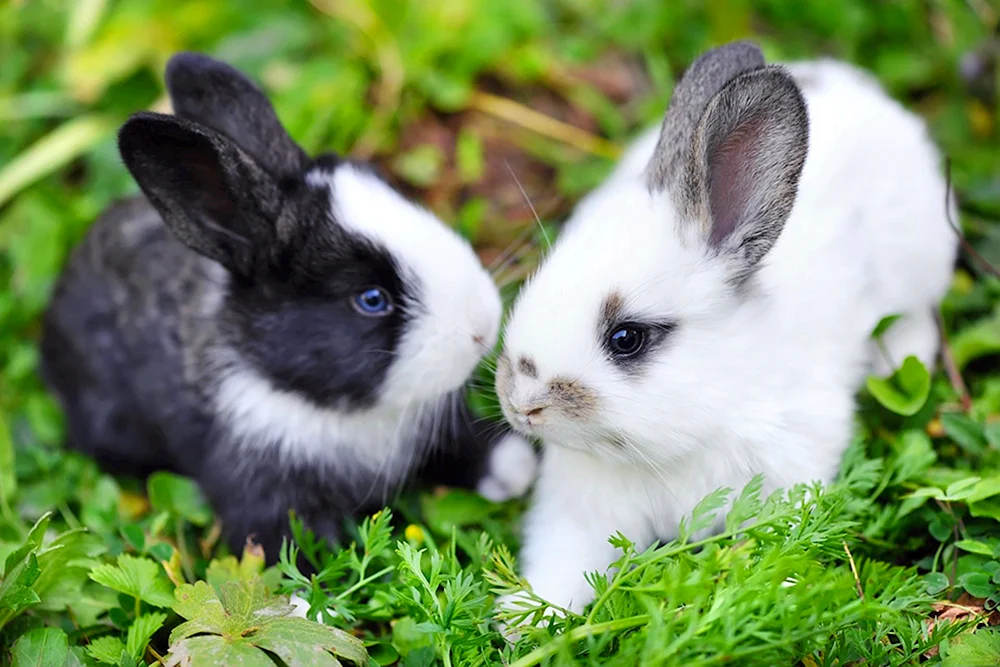 Kaninchen