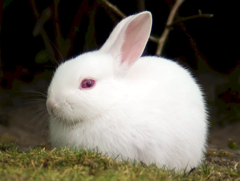 Kaninchen