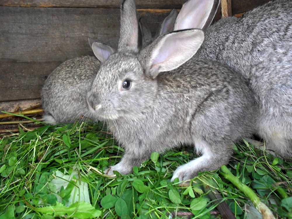 Riesenchinchillakaninchen
