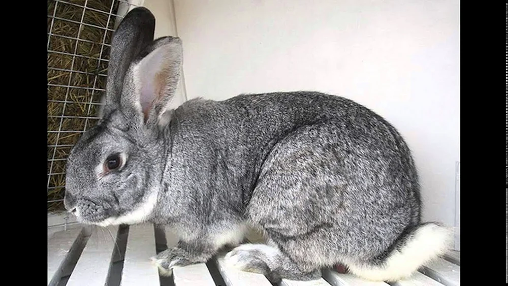 Sowjetische Chinchillakaninchen Chinchilla-Kaninchen