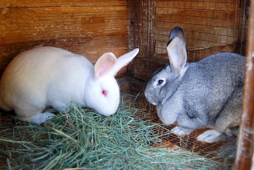 Sowjetische Chinchilla-Kaninchen