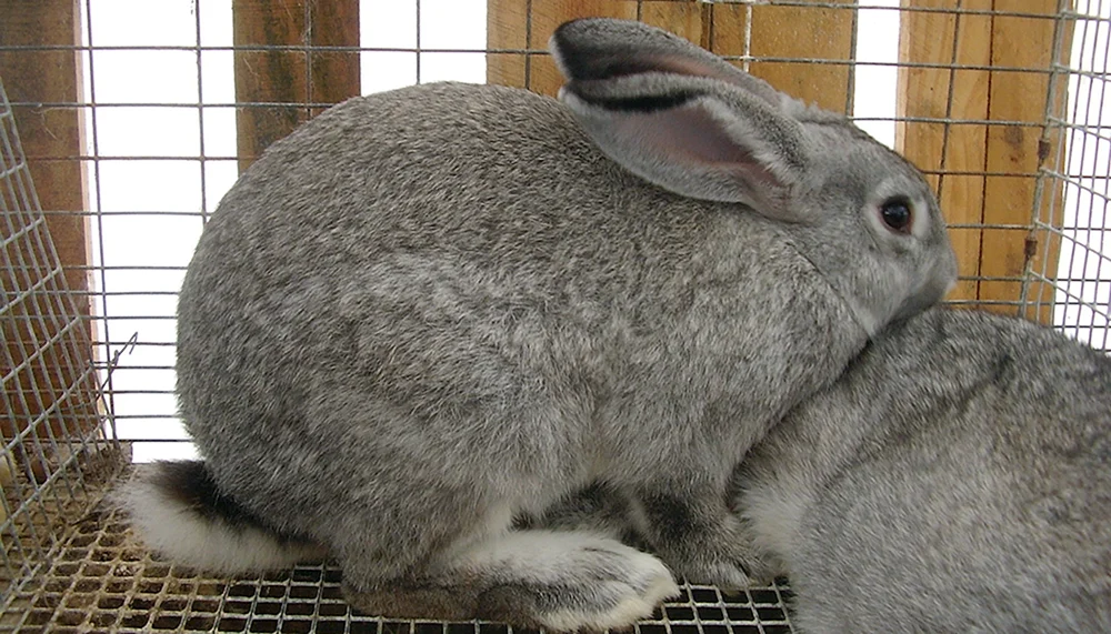 Sowjetisches Chinchilla-Kaninchen