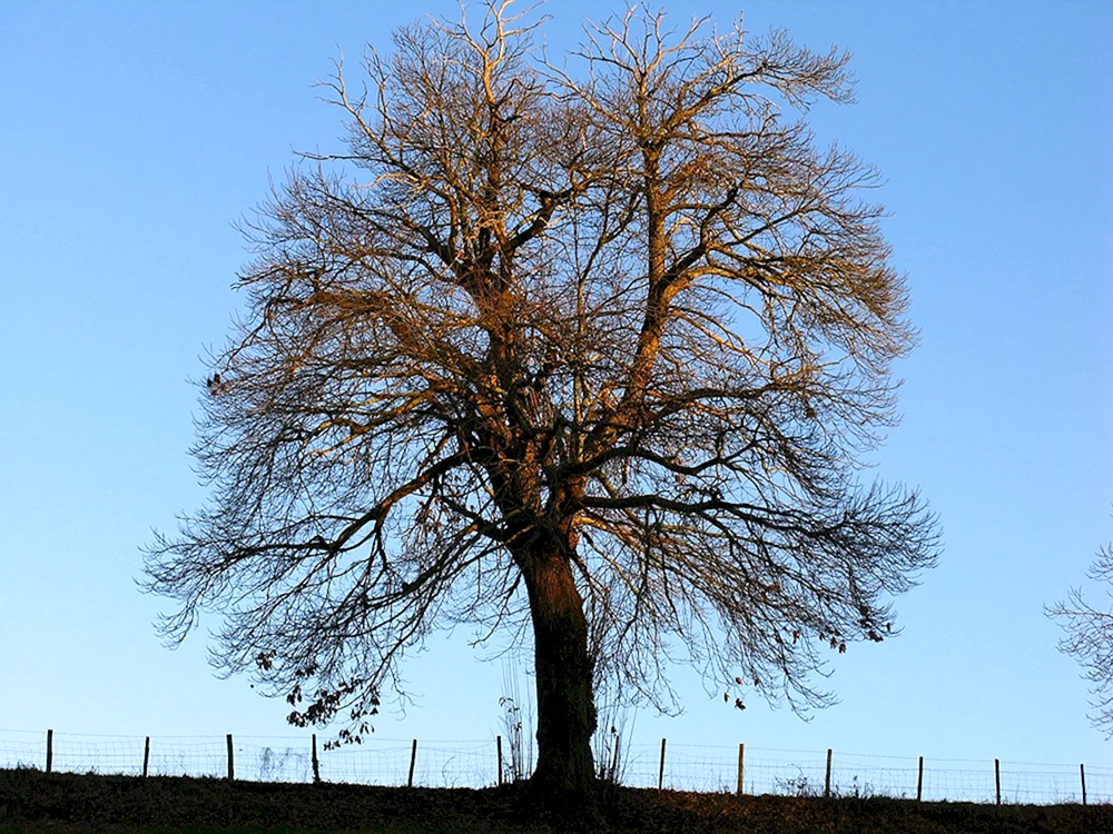 Lindenrinde