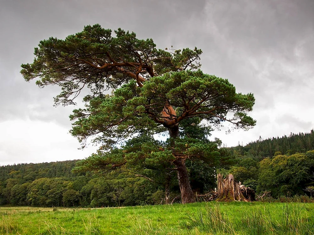 Pinus coultera Pinus coulteri