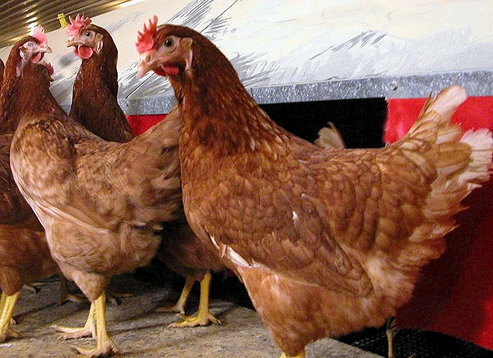 Hysex Braune Kreuzung