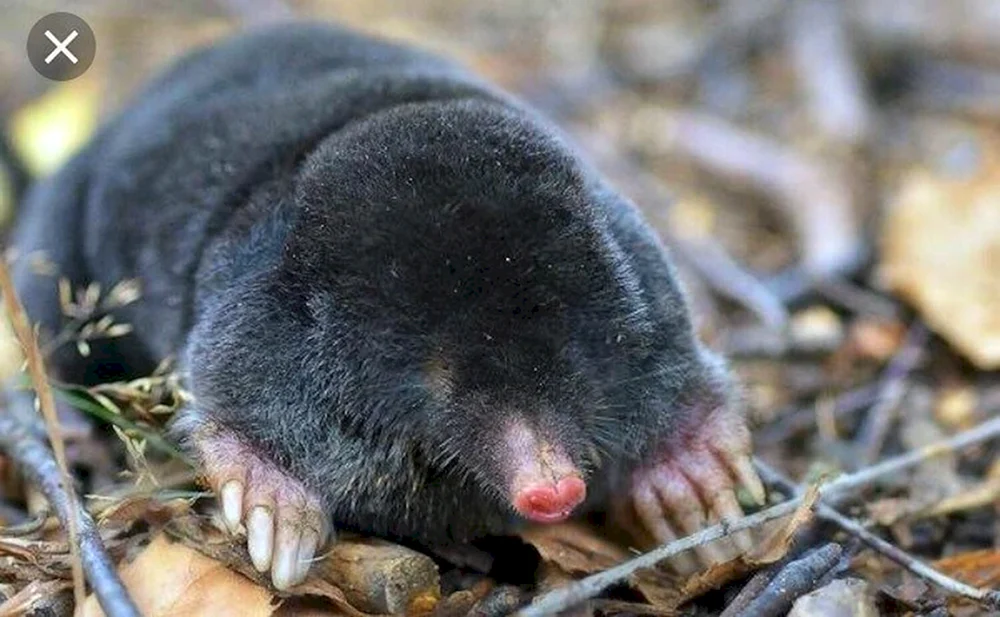 Maulwurfspitzmausaugen