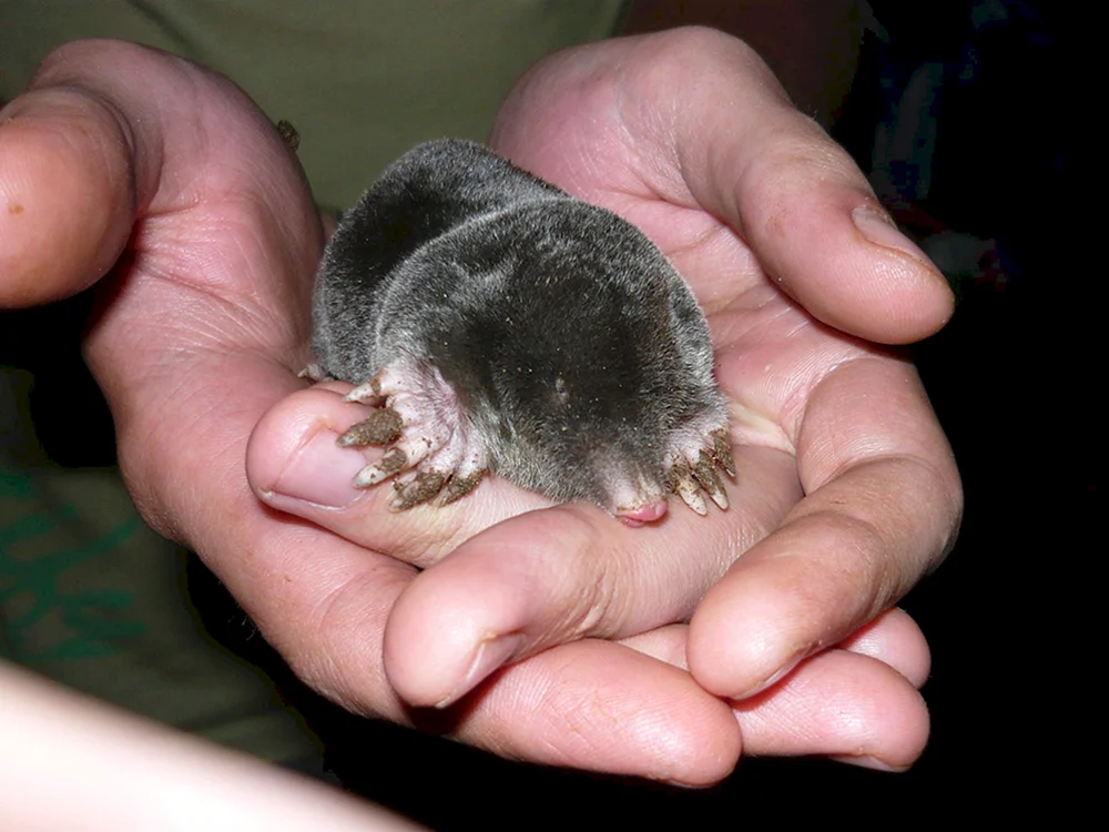 Common Mole