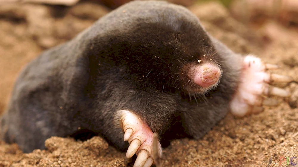 Maulwurfsstargazer
