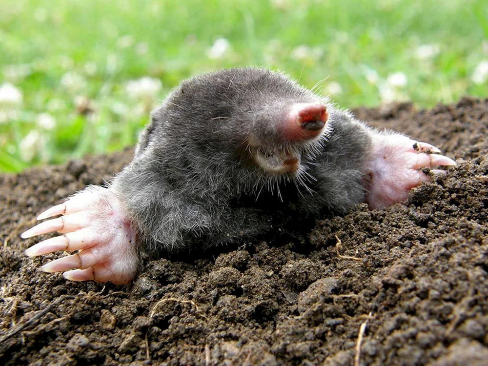 Mole blind