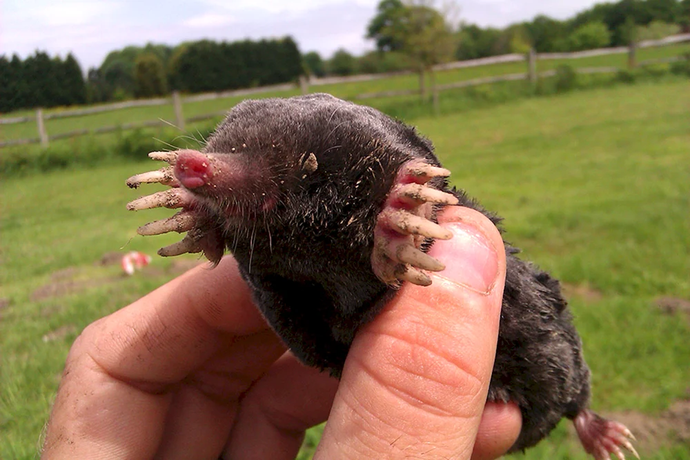 Mole Spitzmausjunge