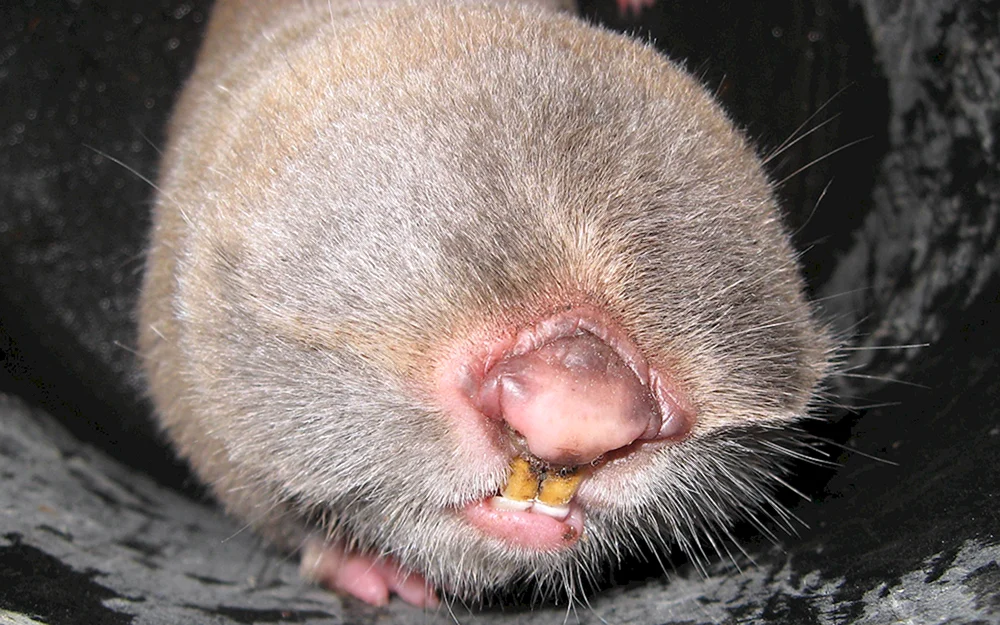 Maulwurfsdrossel