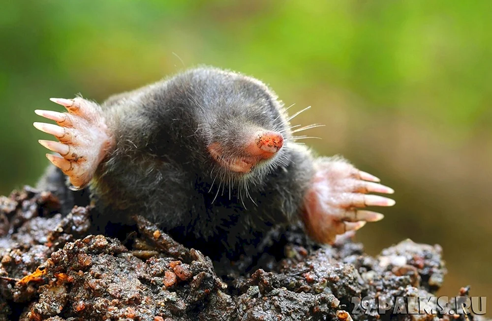 Mole Shrew Blind Mole