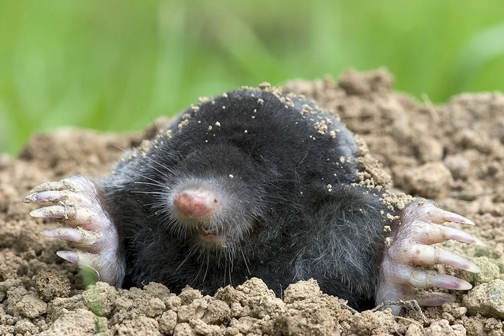 Maulwurfsstargazer