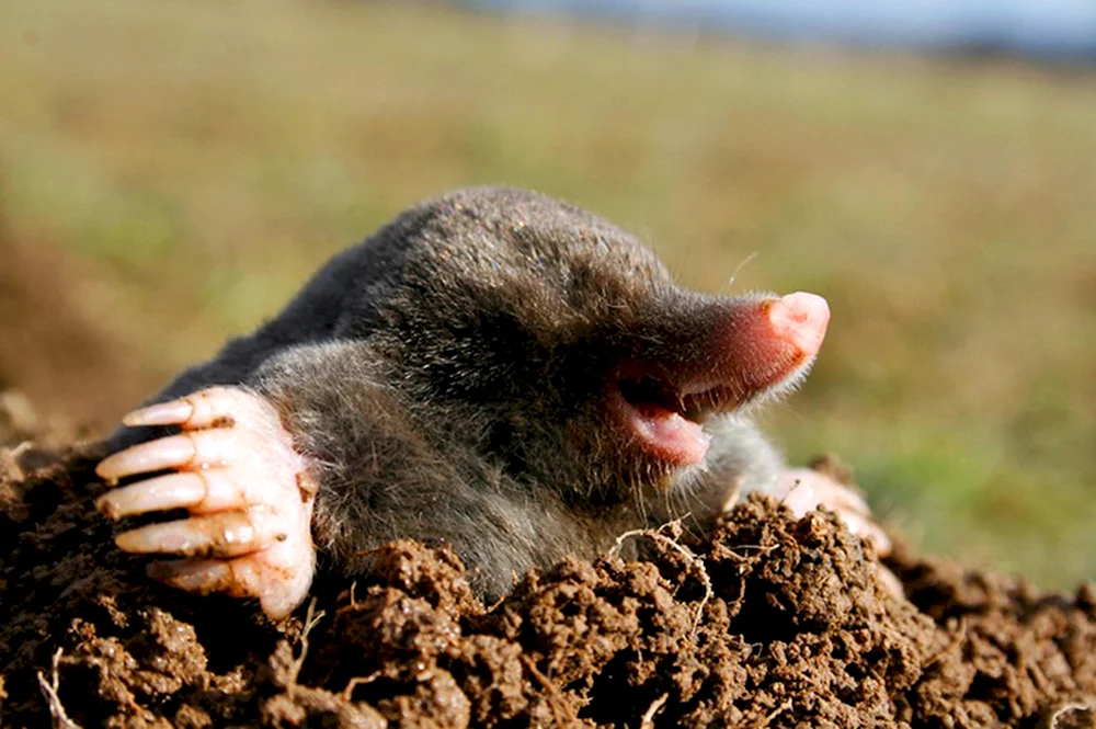 Mole blind