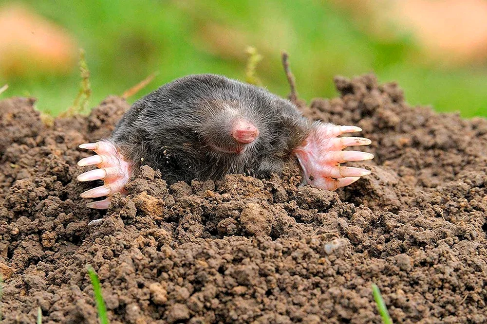 Insektenfressender Maulwurf