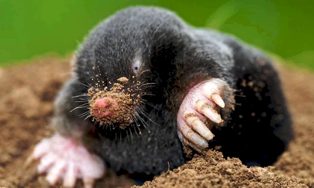 Mole Starbug Mole